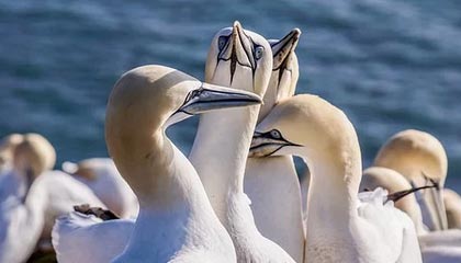 爱游戏娱乐-VALORANT 战队新人表现超预期，valorant比赛规则