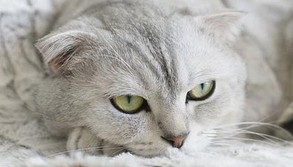 爱游戏娱乐-VALORANT 战队新人表现超预期，valorant比赛规则